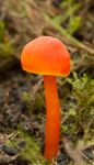 Hgrocybe contharellus  Cocksfield.jpg
