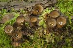 Cyathus Stratus  Close Wood.jpg