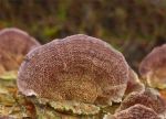 Purplepore Bracket Trichaptum abietinum  Fishburn.jpg