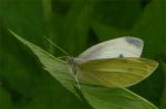 Small White 2nd Generation.jpg