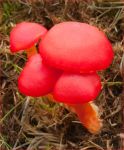 Hygrocybe Coccinea  Cockfield.jpg