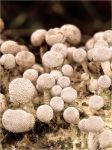 Onygena Equine Comondale.1 .jpg