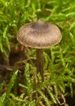Inocybe maculata Sidwell.jpg
