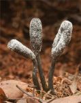 Snaketongue Truffleclub Cordyceps ophioglossoides .jpg