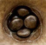 Cyathus olla  Pediole  Thorness Bay.jpg