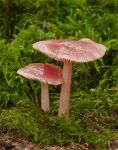 Mycena Pura.jpg