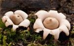 Sessile Earth Star Geastrum fimbriatum .jpg