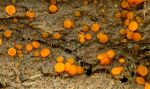 Coprobia granulata  Lower Dinsdale .jpg
