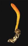 Cordyceps militaris With catterpillar host.jpg