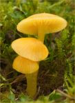 Hgrocybe chlorophana  Cockfield.jpg