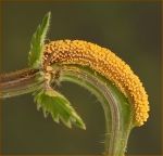 Puccinia Urticata.jpg