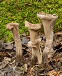 Horn Of plenty Craterellus cornucopioides  Tees bank.jpg