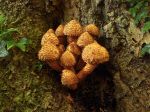 Pholiota squarrosa  Lower Dinsdale.jpg
