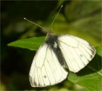 Green-veined White.jpg