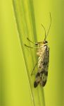 Scorpian Fly Female .jpg
