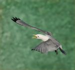 Kittiwake 25-06-16 Bempton.jpg