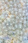 Star Asidian Botryllus schlosseri .jpg