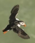 Puffin .jpg