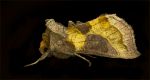 Burnished_Brass_July_2016_Guisborough_.jpg